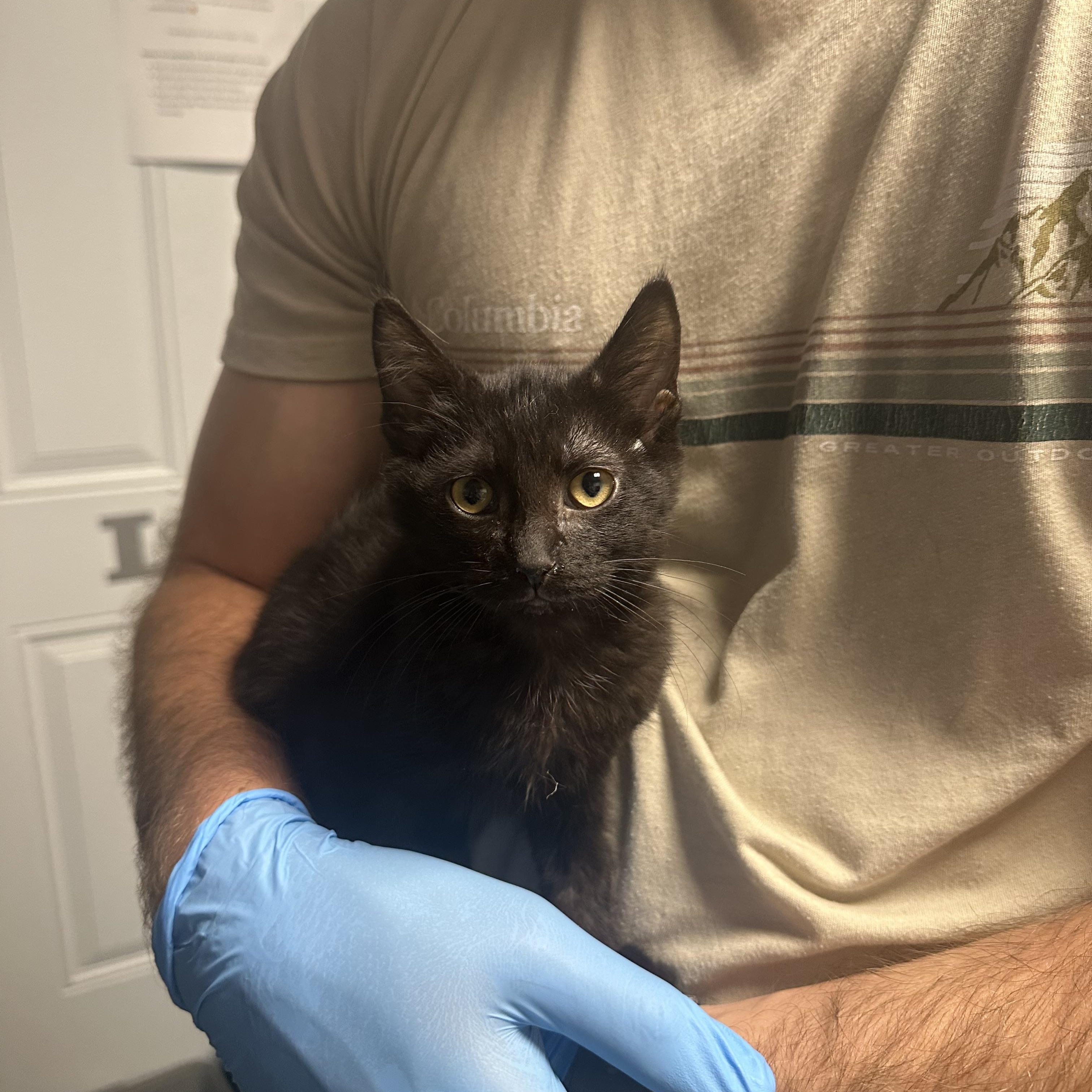 Enlarge Lil Debbie, a Adoptable Domestic Short Hair in Loogootee, IN image 4/4