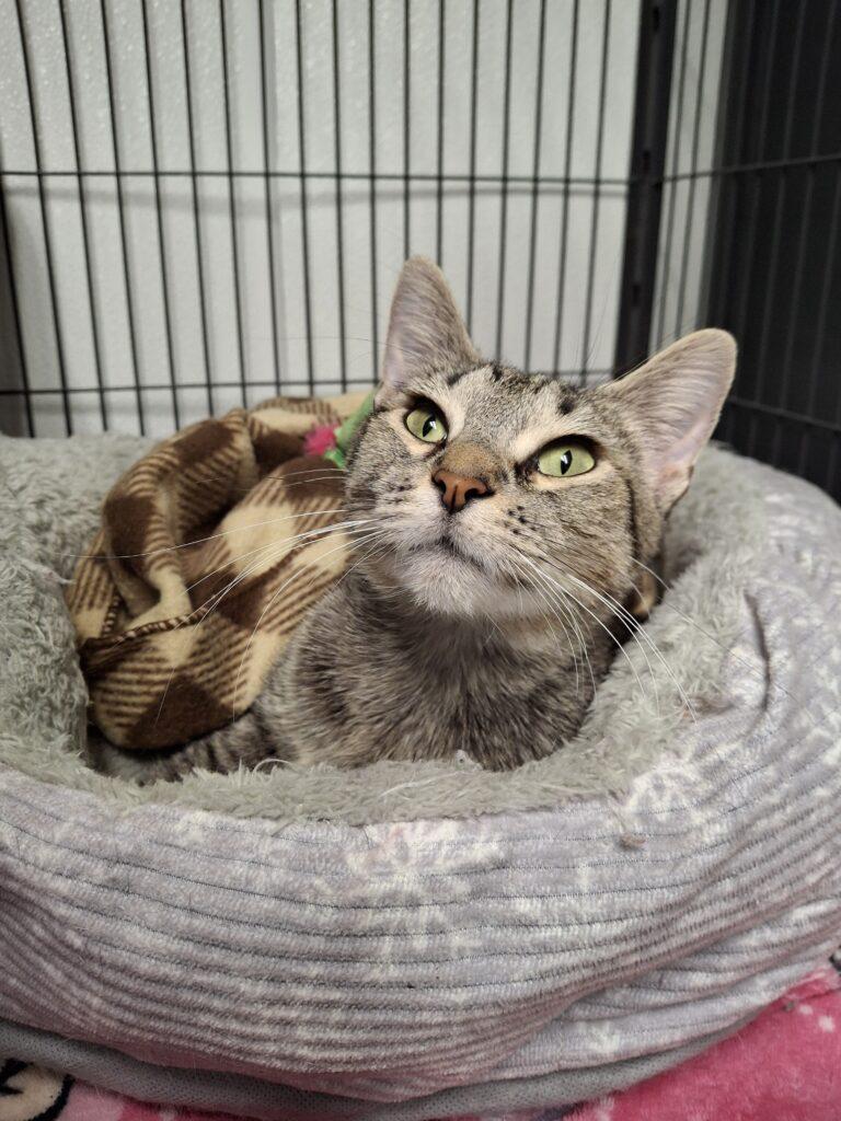 MAY, Adoptable, Adult Female Tabby.