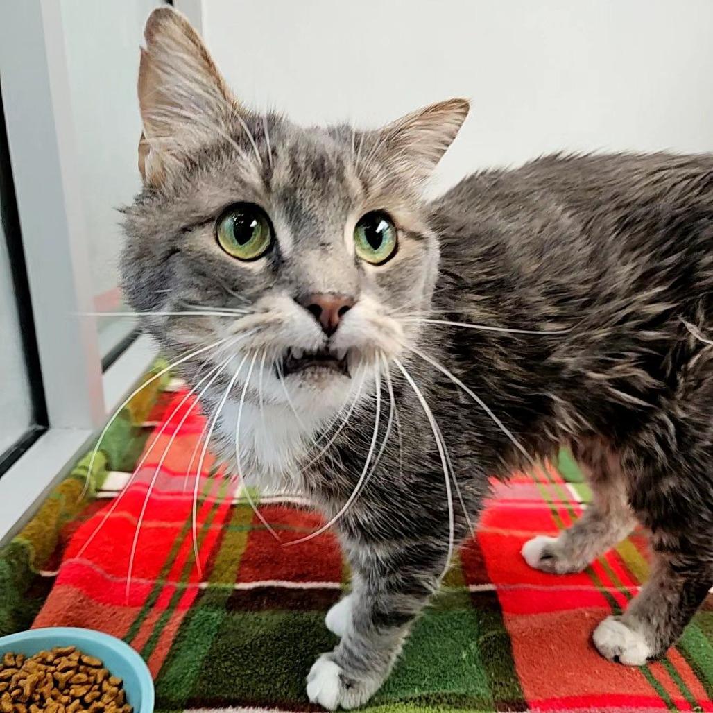 Billy, Adoptable, Senior Male Domestic Short Hair.