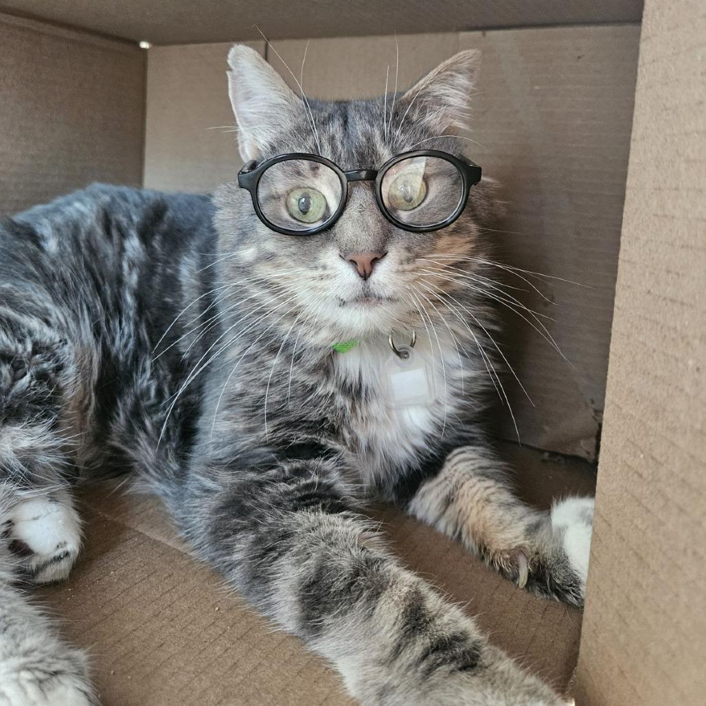 Enlarge Billy, a Adoptable Domestic Short Hair in Lakewood, CO image 2/6