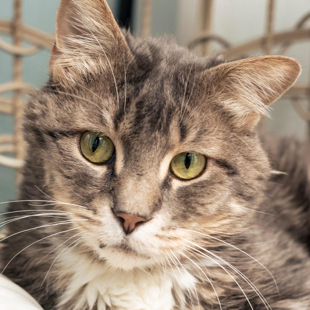Billy, a Adoptable Domestic Short Hair in Lakewood, CO image 2/6