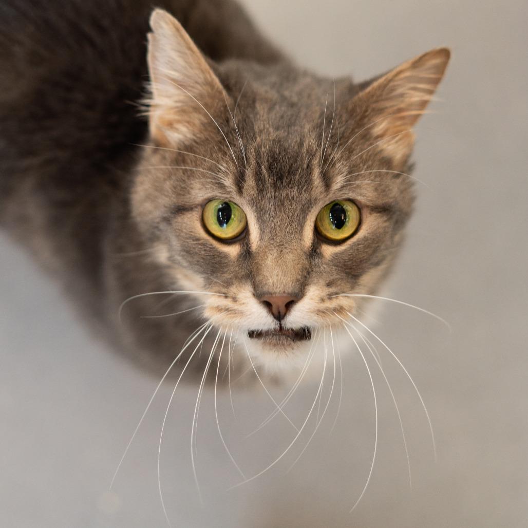 Billy, a Adoptable Domestic Short Hair in Lakewood, CO image 3/6