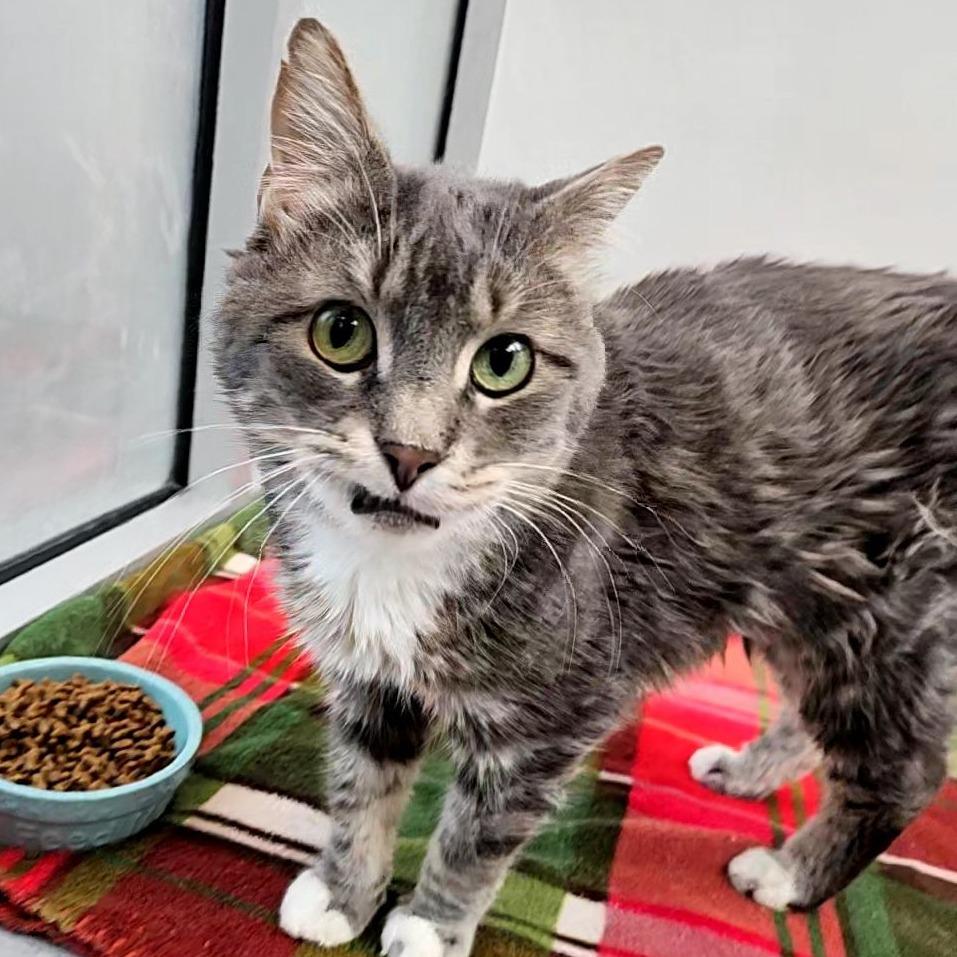Billy, a Adoptable Domestic Short Hair in Lakewood, CO image 4/6