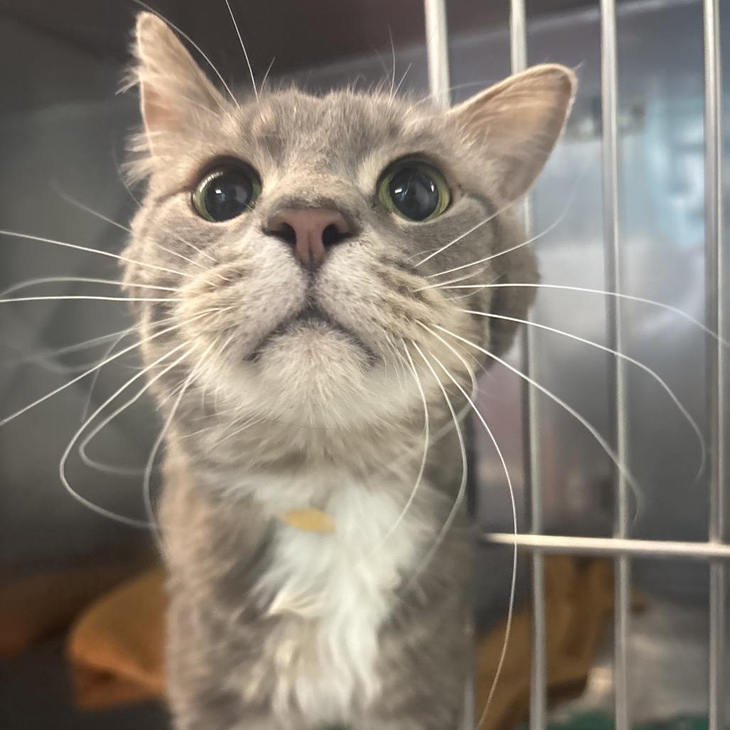 Billy, a Adoptable Domestic Short Hair in Lakewood, CO image 5/6