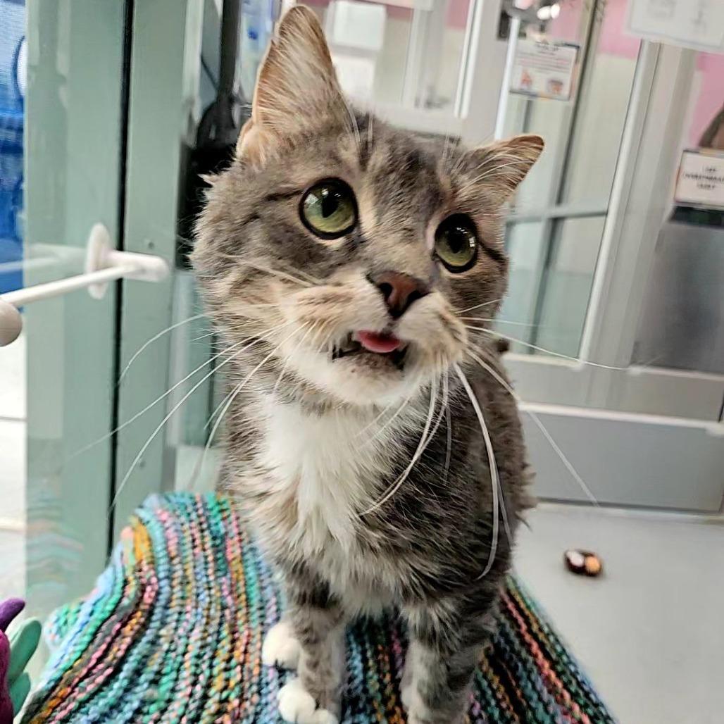 Billy, a Adoptable Domestic Short Hair in Lakewood, CO image 6/6