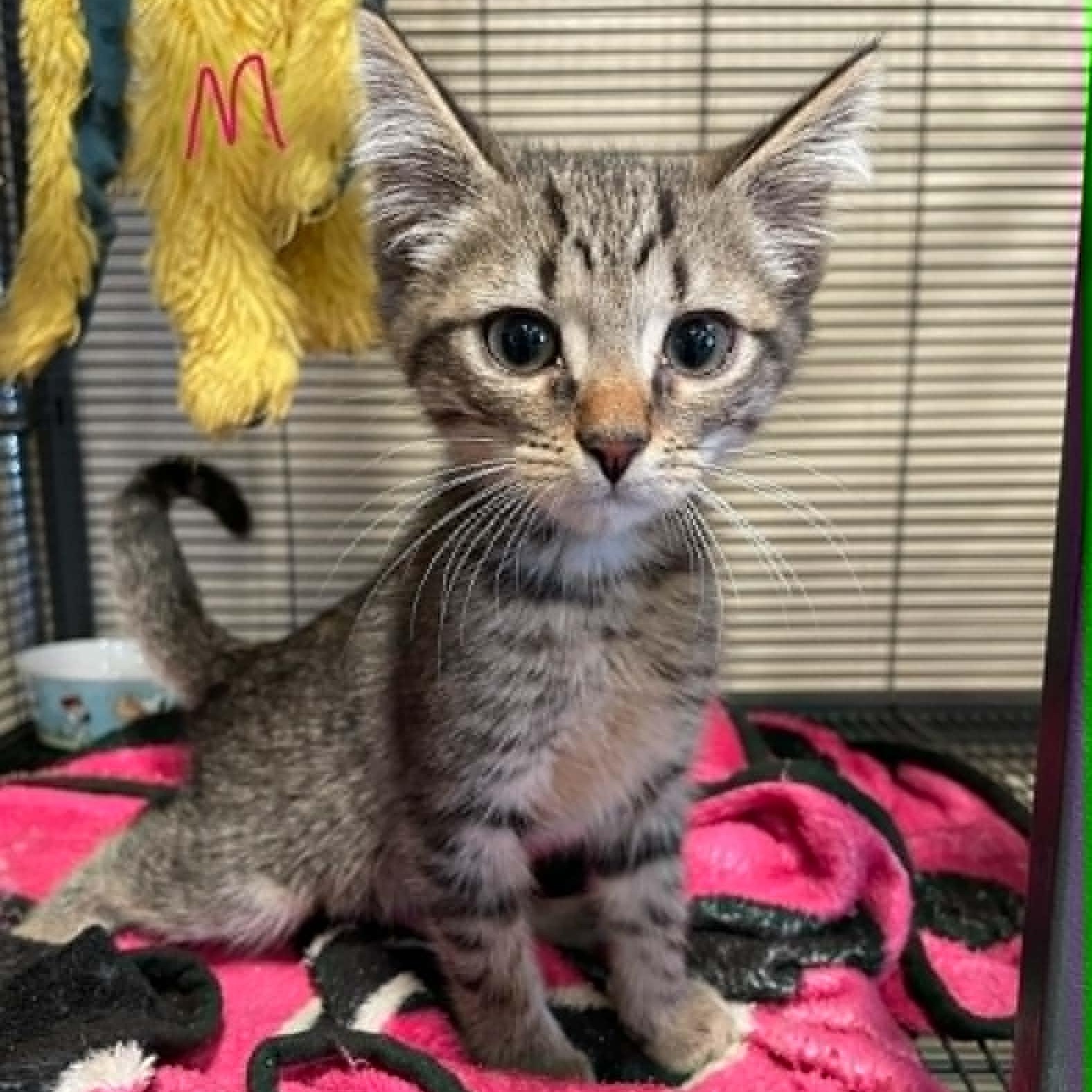 Sonny, ADOPTABLE, Young Male Domestic Short Hair.