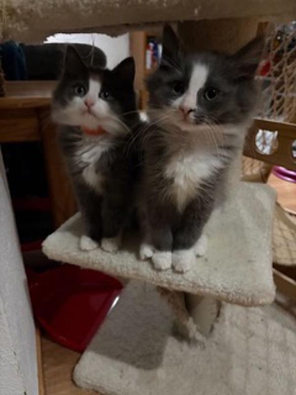 Hawkwood, Adoptable, Kitten Male Domestic Long Hair.