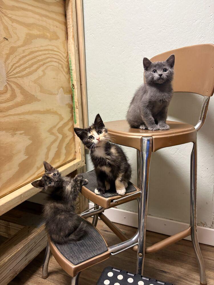 Sunflower, Adoptable, Kitten Female Domestic Short Hair.
