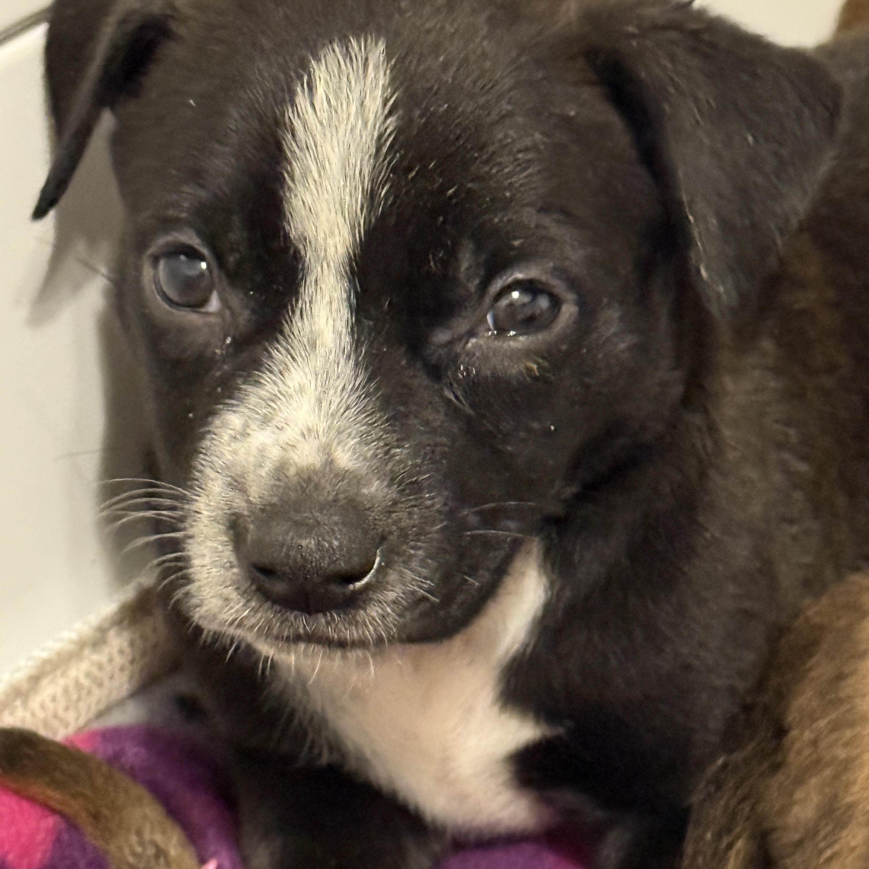 Enlarge Drew (The Swiftie Litter), a Adoptable mixed breed in Tucson, AZ image 1/6