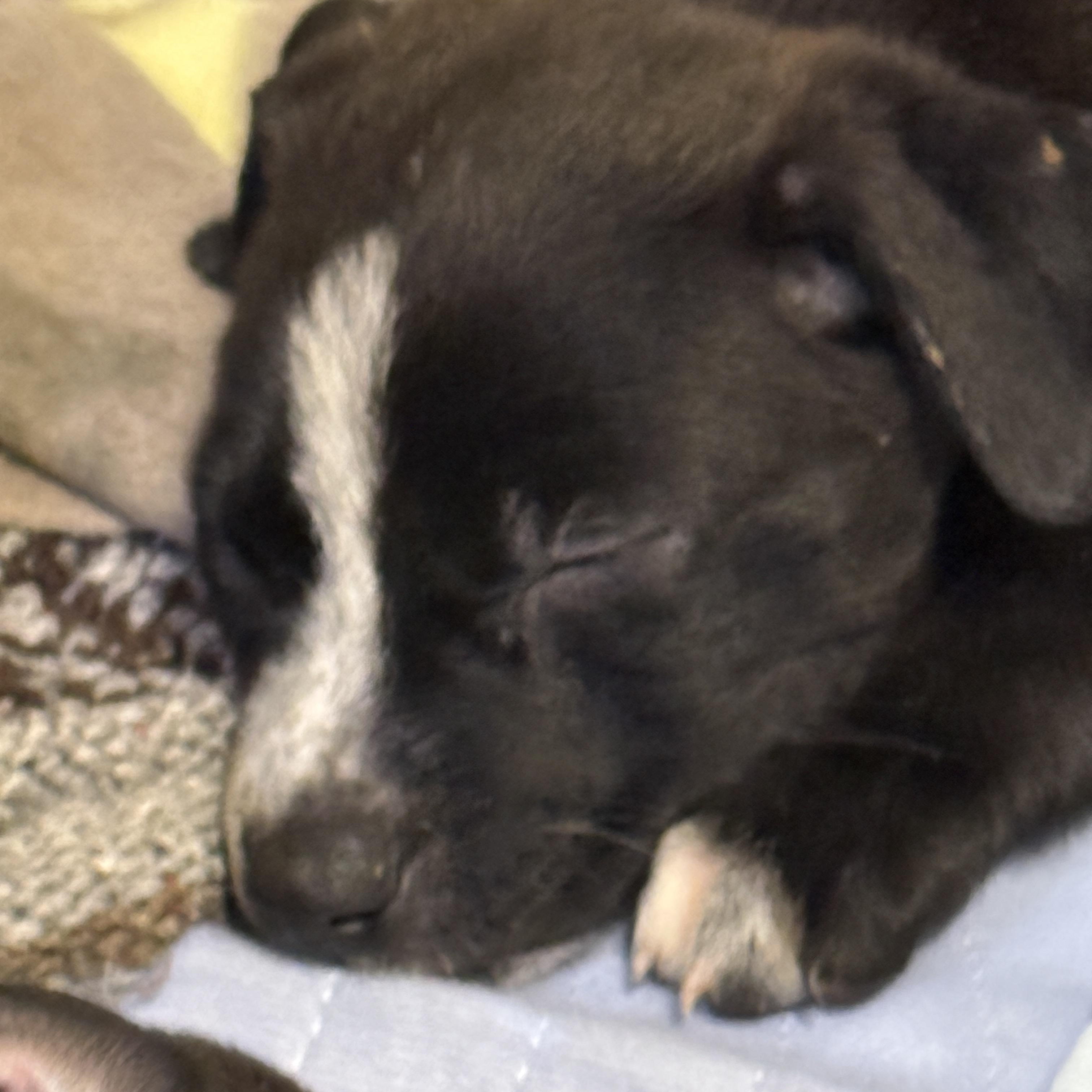 Enlarge Drew (The Swiftie Litter), a Adoptable mixed breed in Tucson, AZ image 4/6