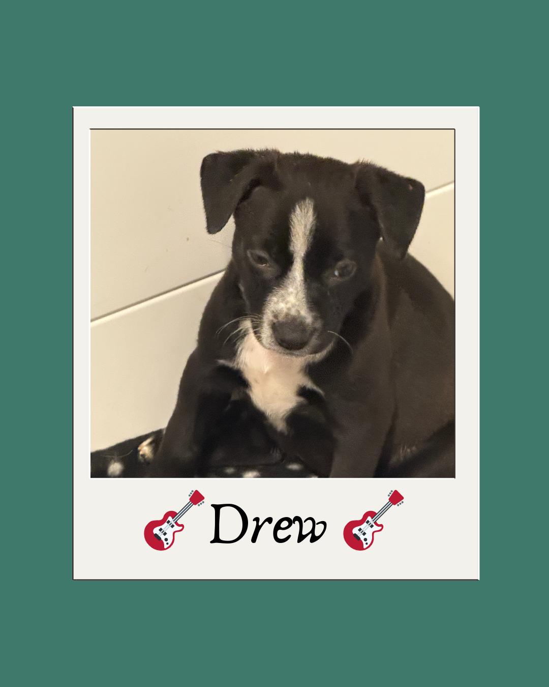 Enlarge Drew (The Swiftie Litter), a Adoptable mixed breed in Tucson, AZ image 5/6