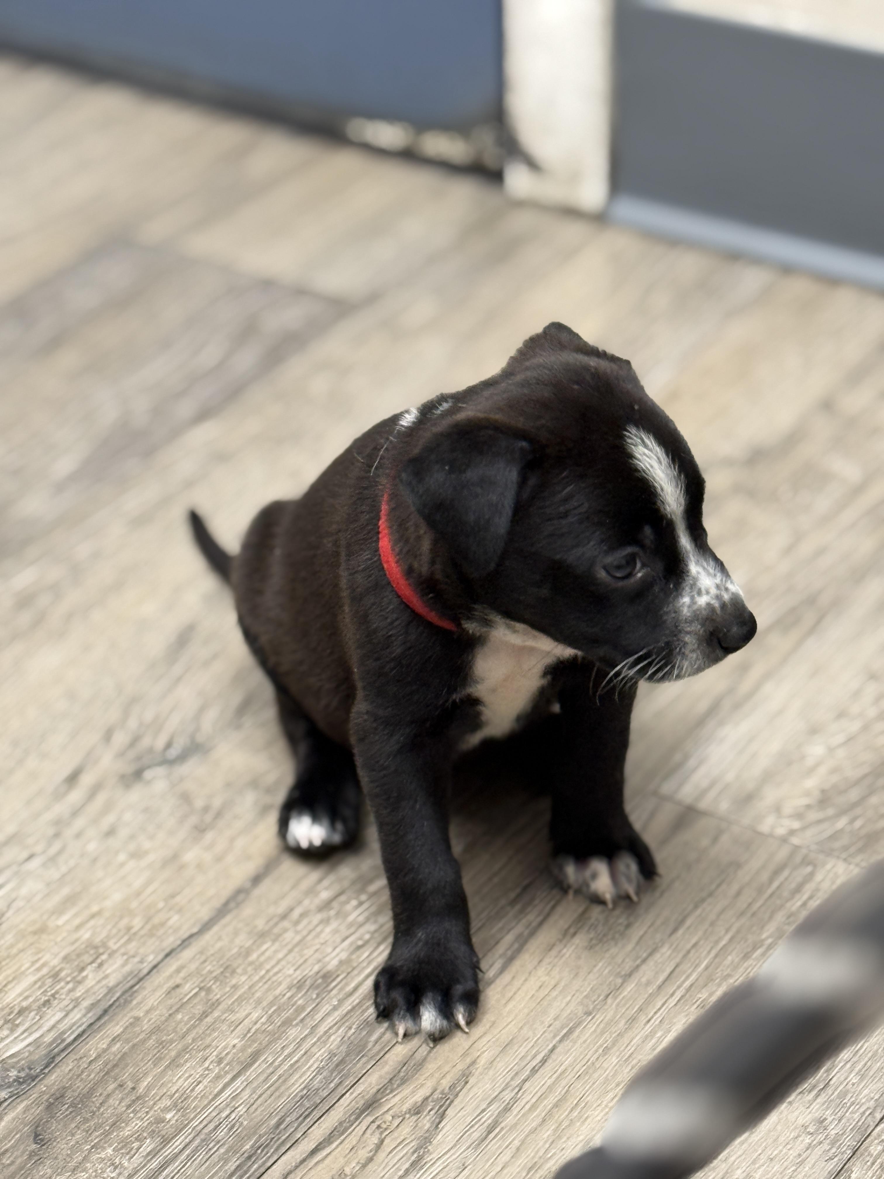 Enlarge Drew (The Swiftie Litter), a Adoptable mixed breed in Tucson, AZ image 6/6