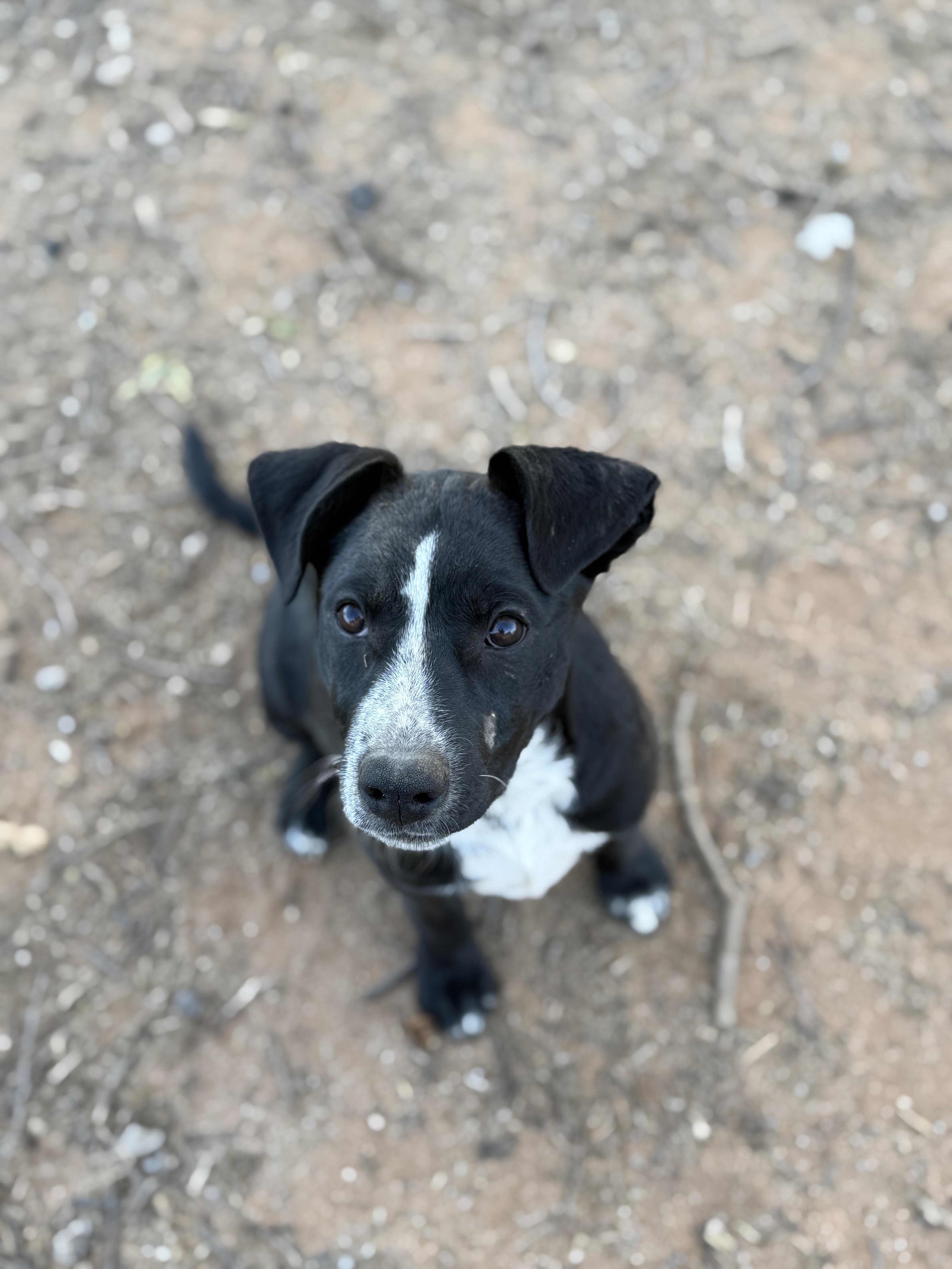 Enlarge Drew (The Swiftie Litter), a Adoptable mixed breed in Tucson, AZ image 2/6