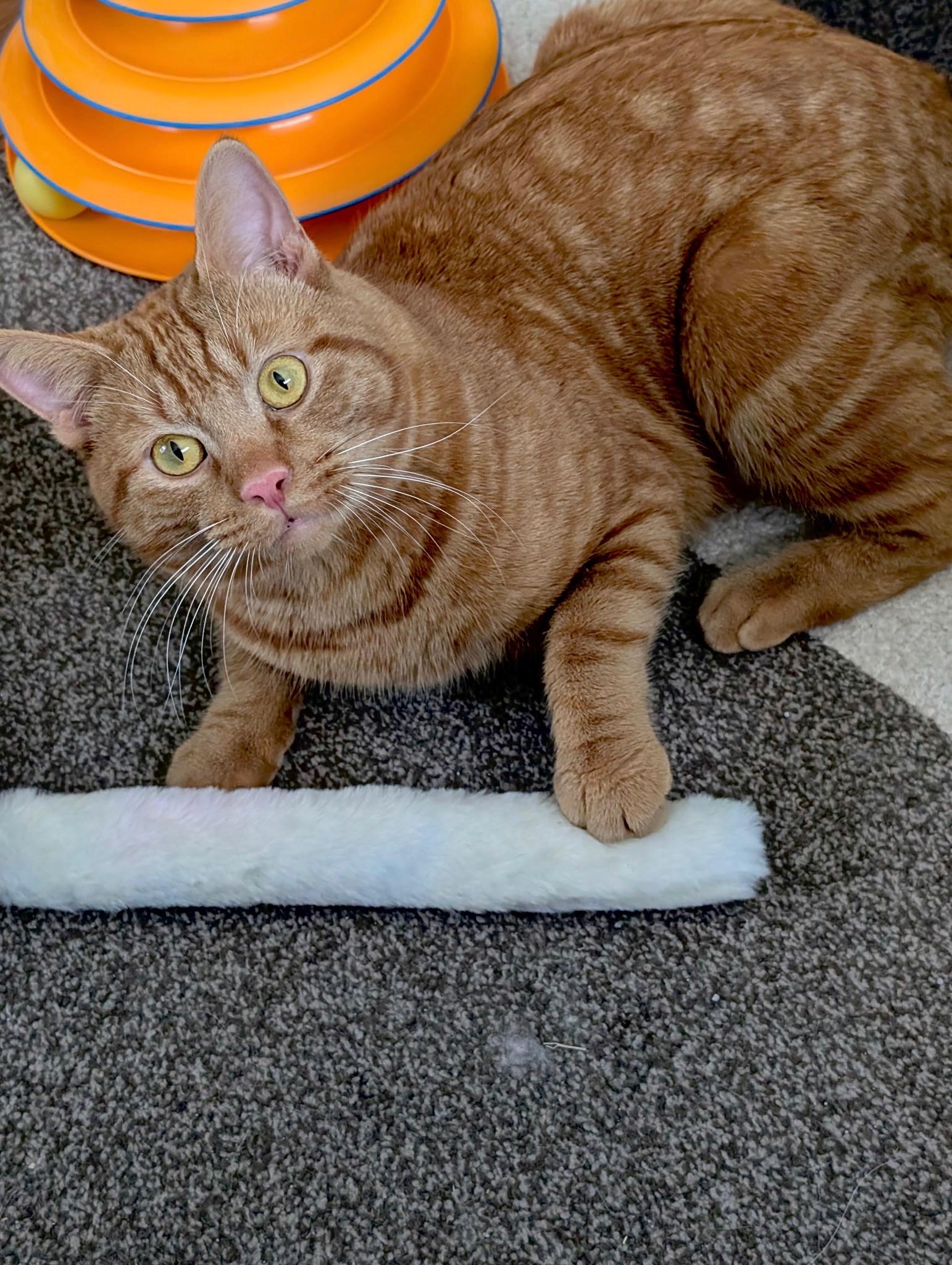 Sunny, ADOPTABLE, Young Male Tabby.