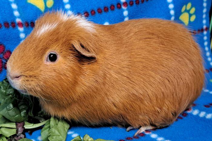 Enlarge Tokyo, an adopted Guinea Pig in Gary, IN image 1/2