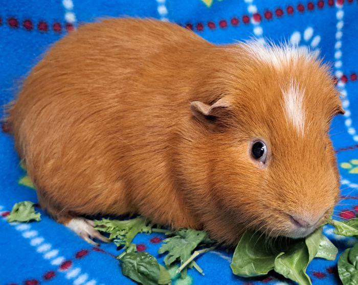 Enlarge Tokyo, an adopted Guinea Pig in Gary, IN image 2/2