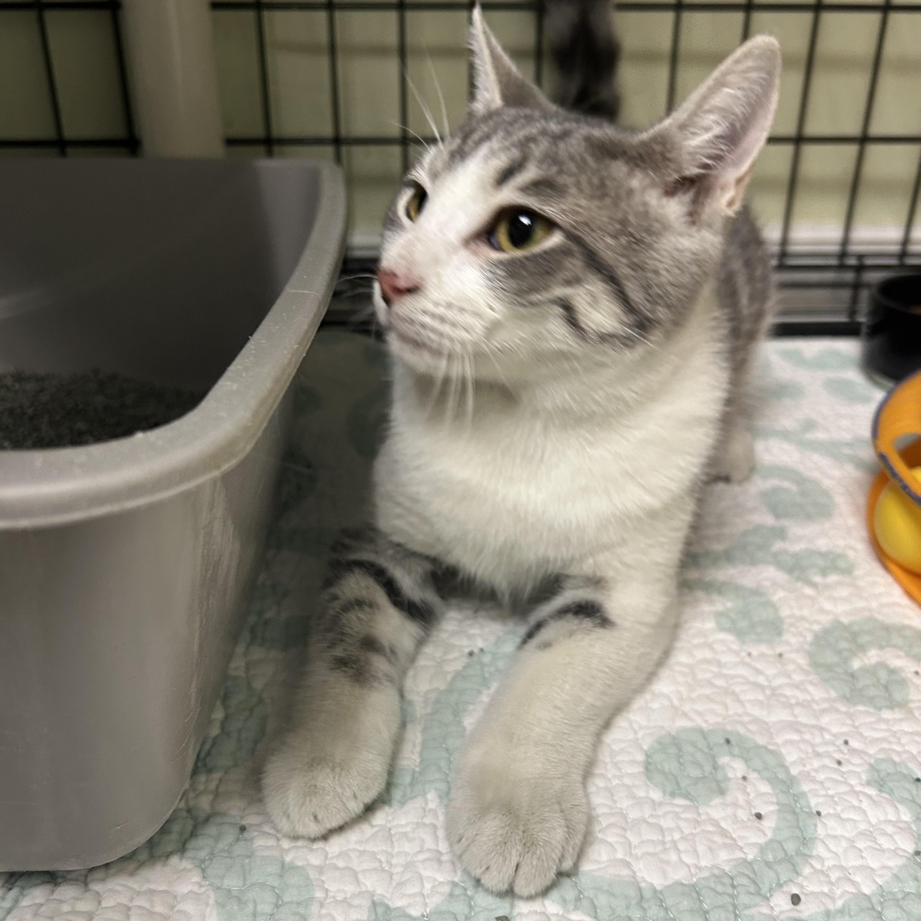 Enlarge Tina, a ADOPTABLE Domestic Short Hair in Cape May, NJ image 4/4