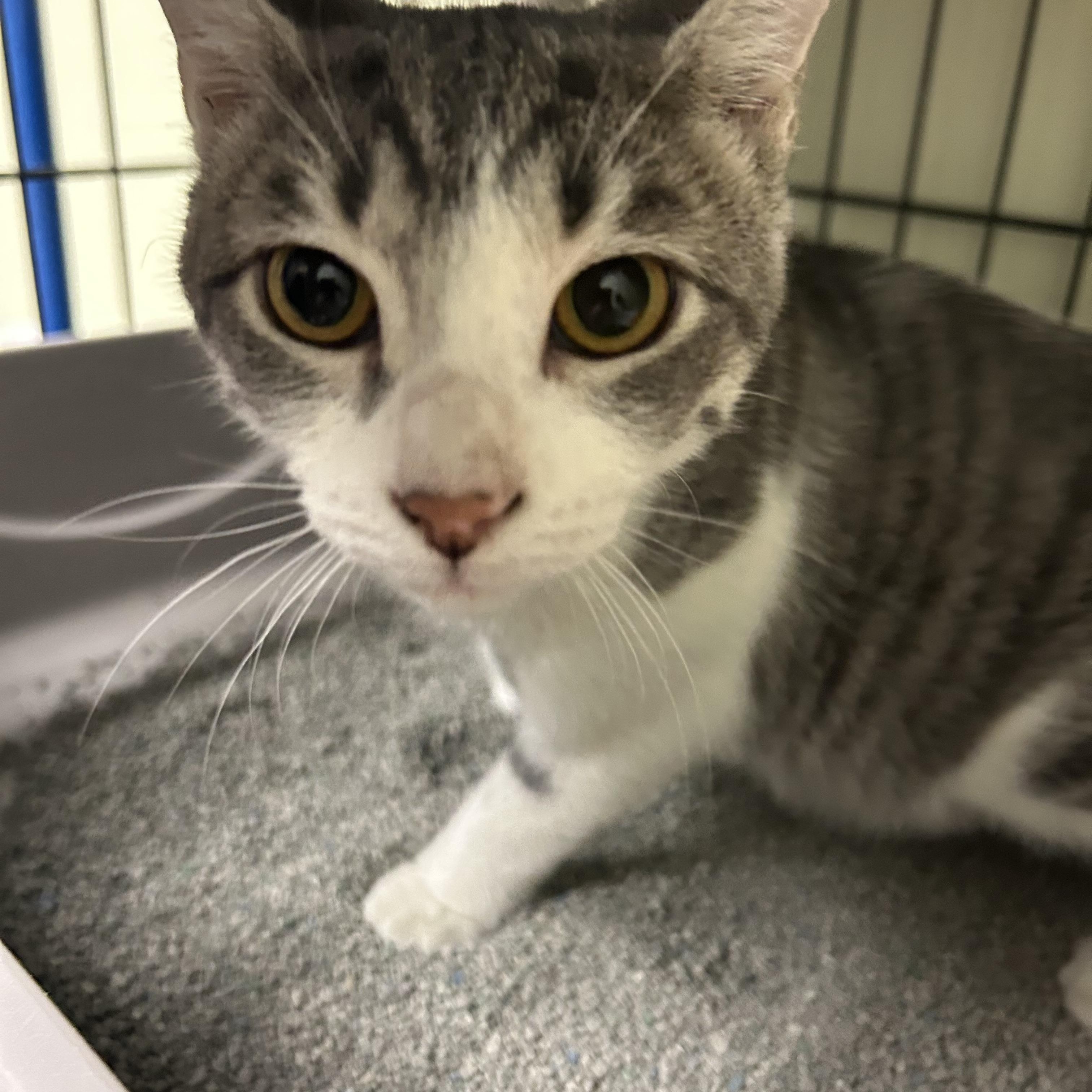 Enlarge Tina, a ADOPTABLE Domestic Short Hair in Cape May, NJ image 2/4