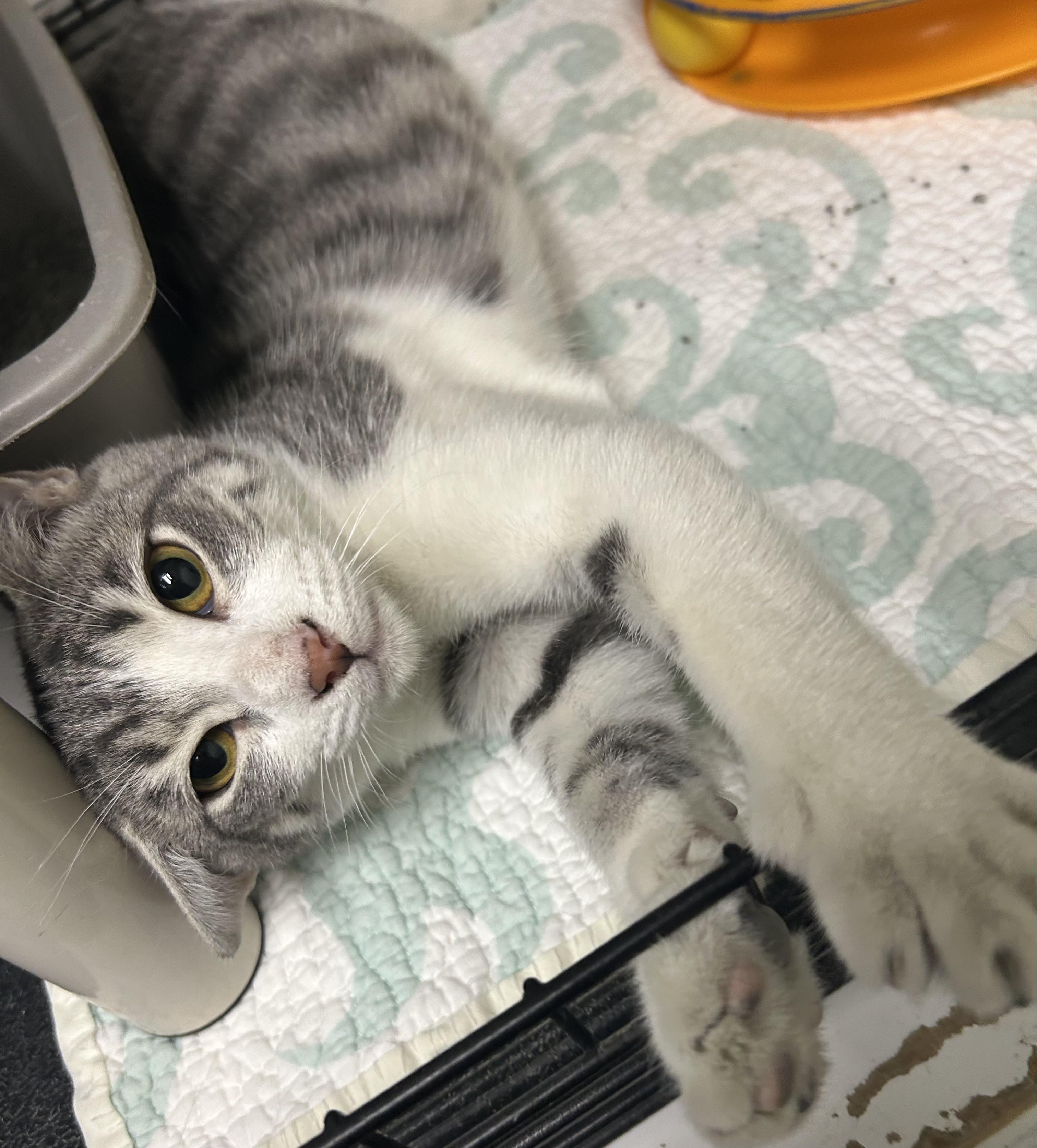 Tina, ADOPTABLE, Kitten Female Domestic Short Hair.