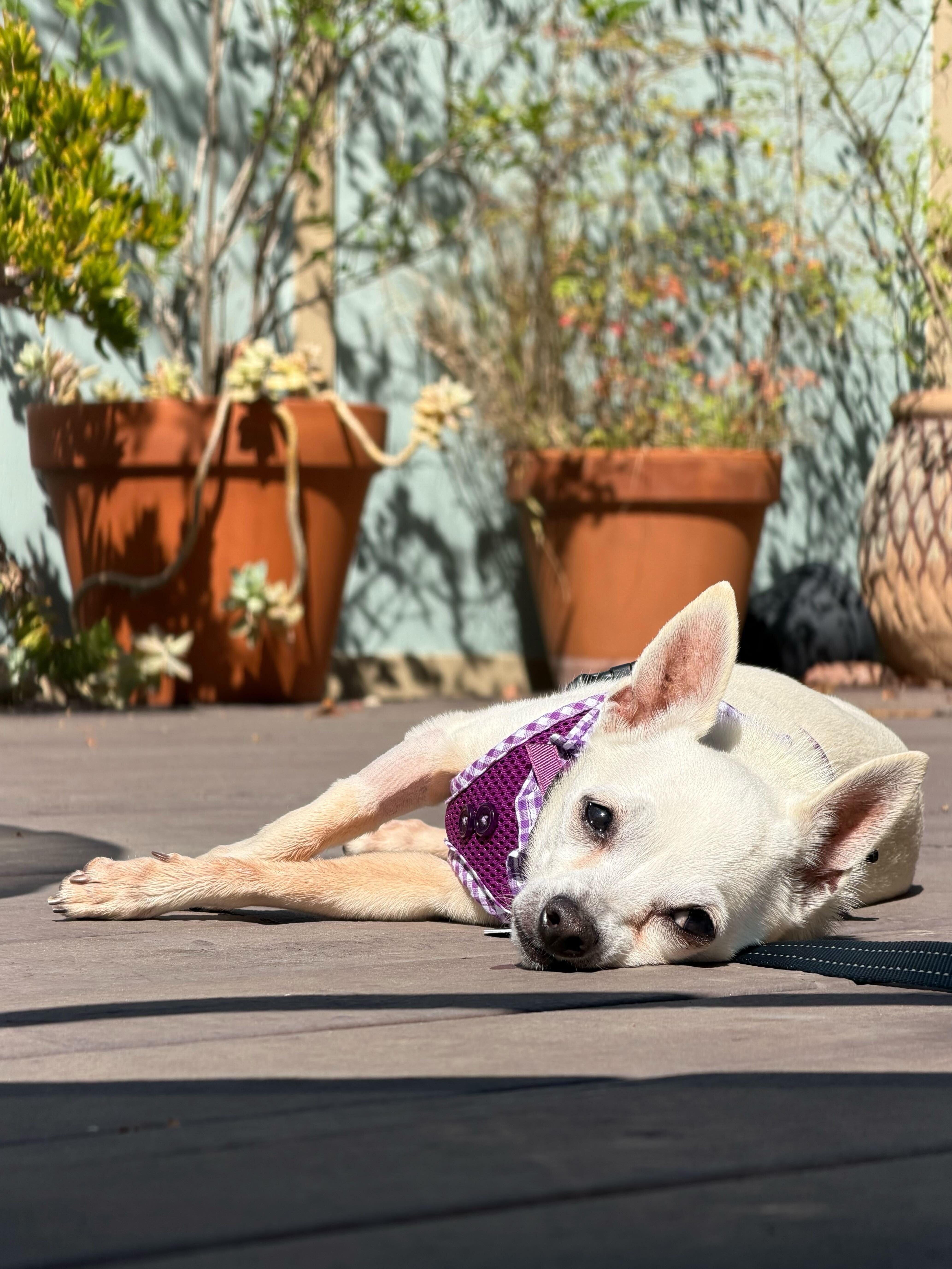 Martha, a ADOPTABLE Chihuahua in West Hollywood, CA image 3/4