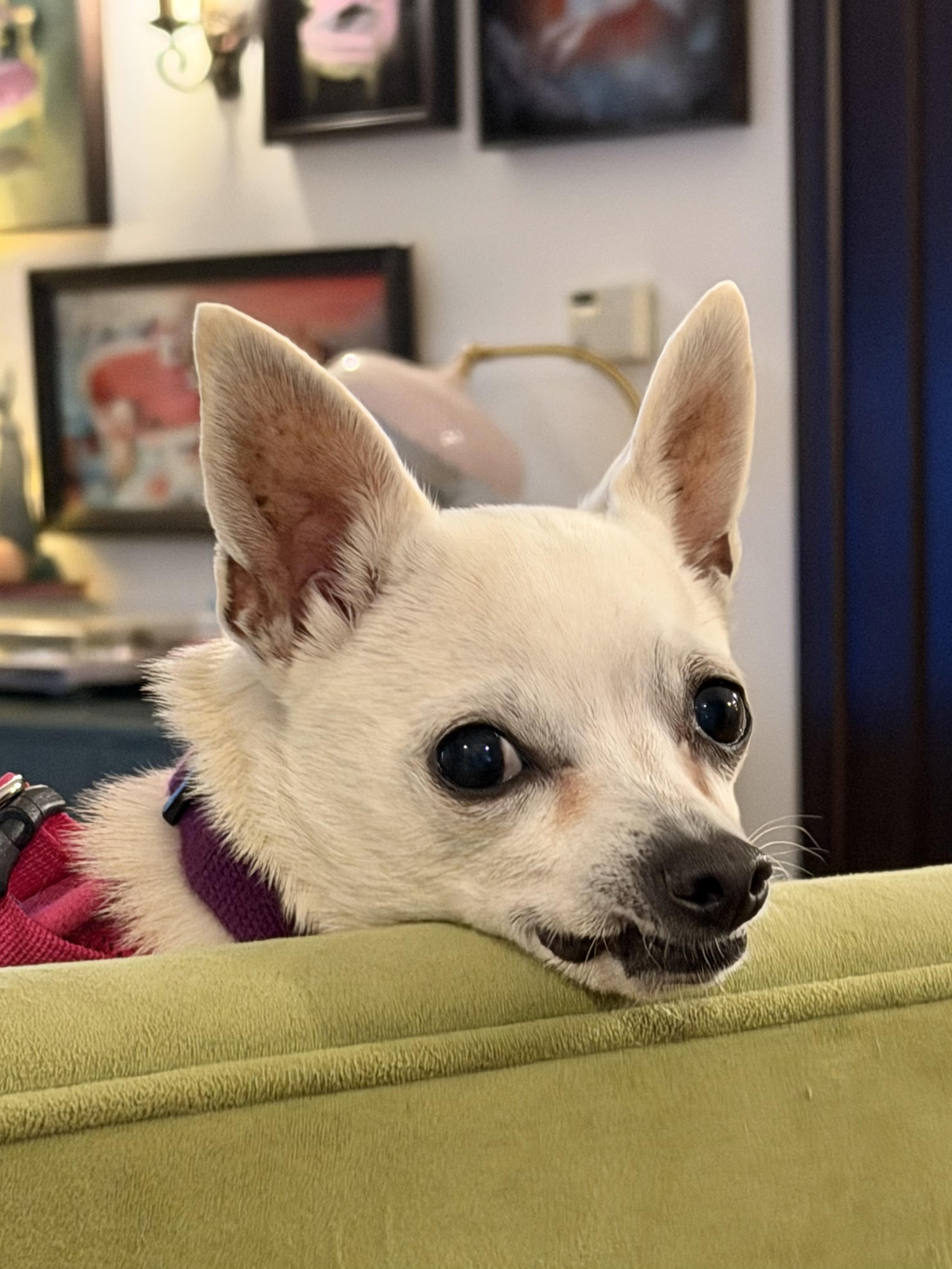 Martha, a ADOPTABLE Chihuahua in West Hollywood, CA image 1/4