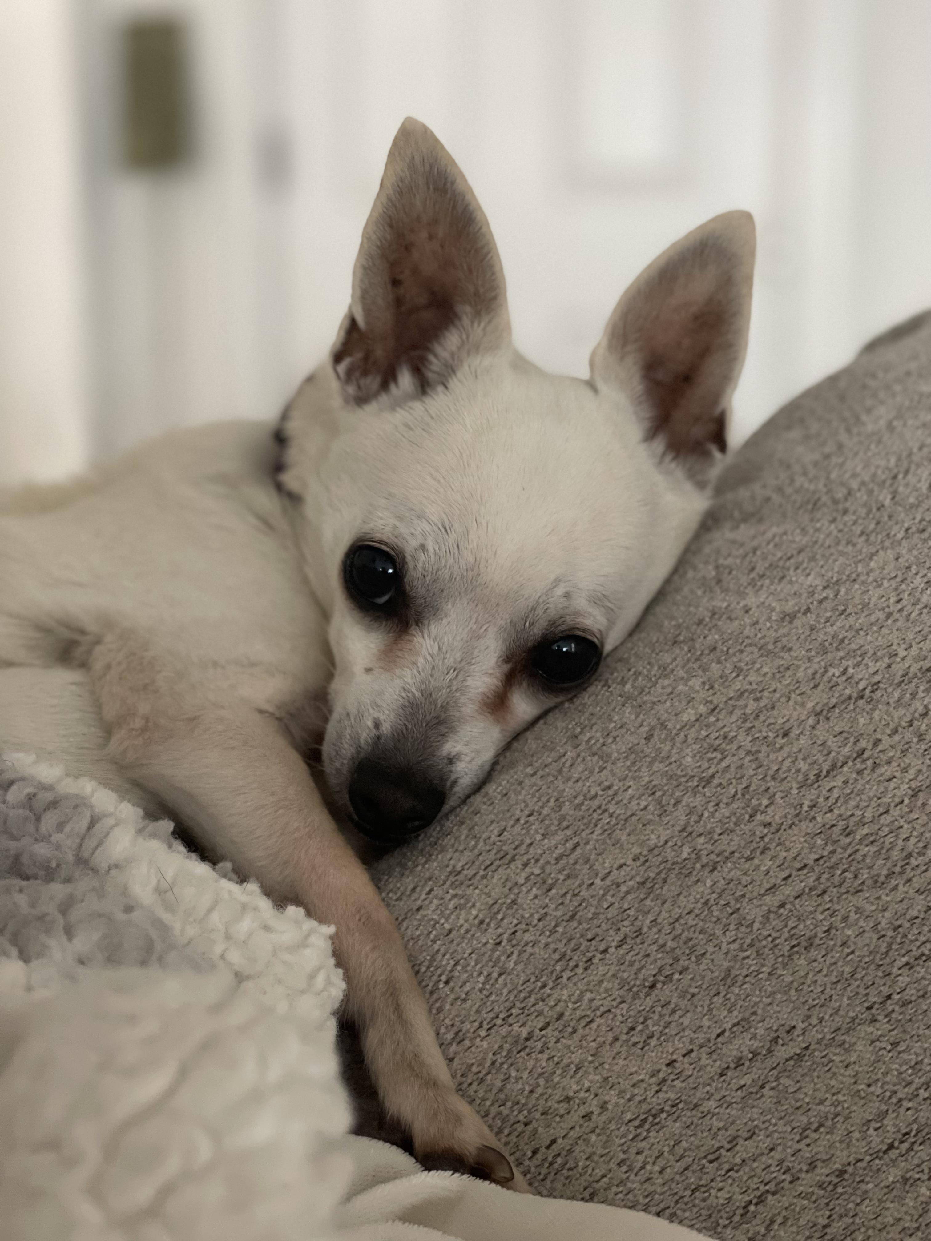Martha, ADOPTABLE, Senior Female Chihuahua.