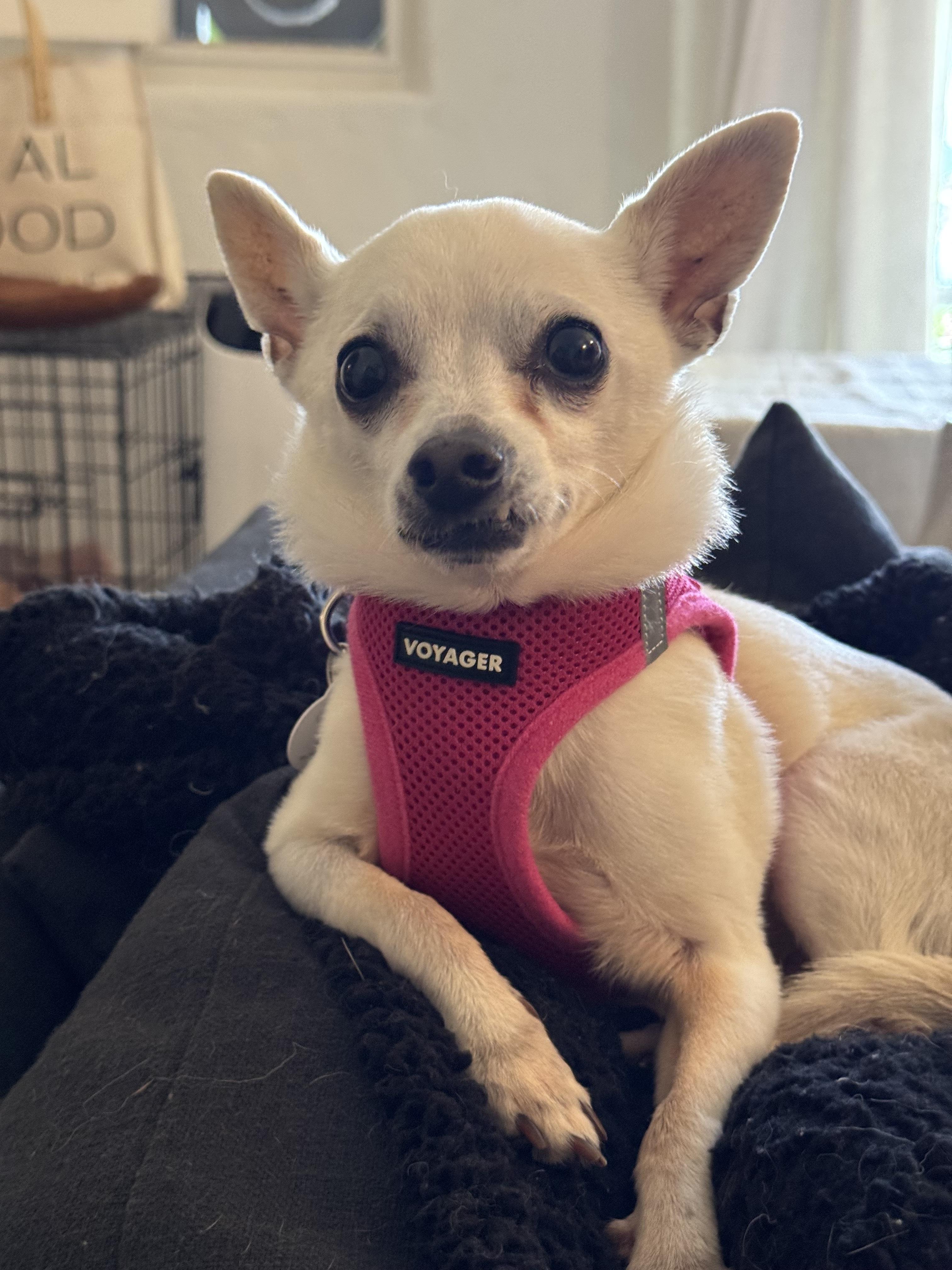 Martha, a ADOPTABLE Chihuahua in West Hollywood, CA image 4/4