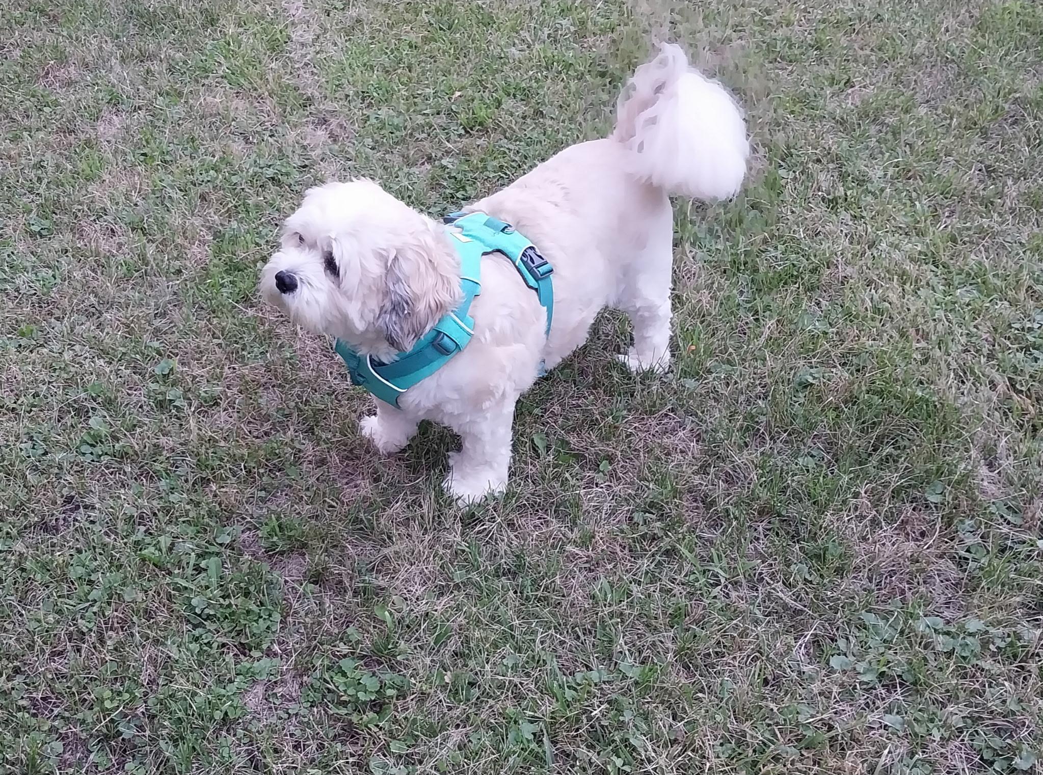 Toby, an adopted mixed breed in Farmington, MN image 3/4