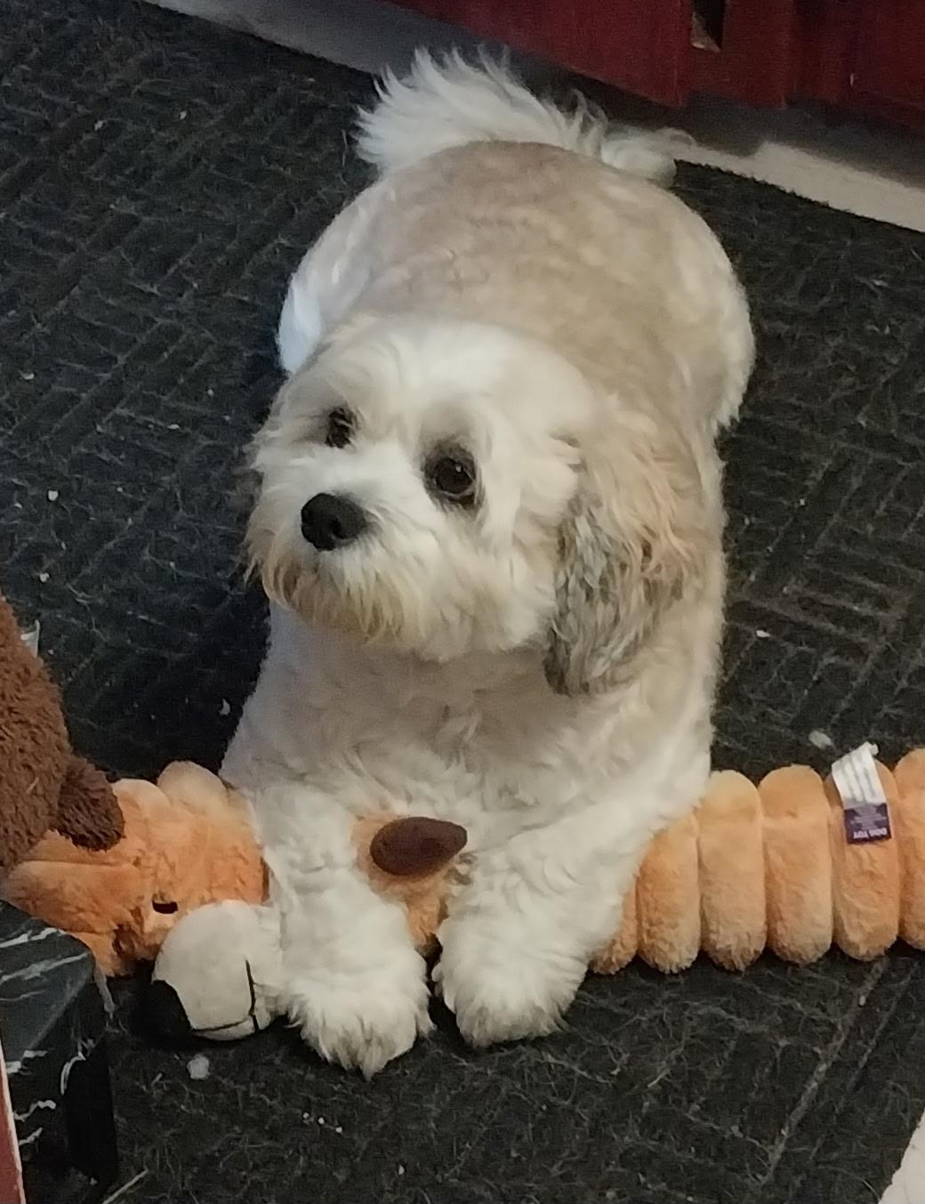 Toby, an adopted mixed breed in Farmington, MN image 1/4