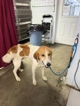 Dunkin, ADOPTABLE, Young Male Hound.