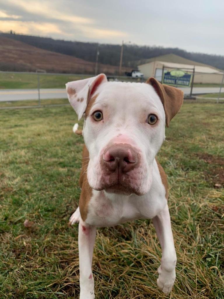 Robert, Adoptable, Adult Male Mixed Breed.