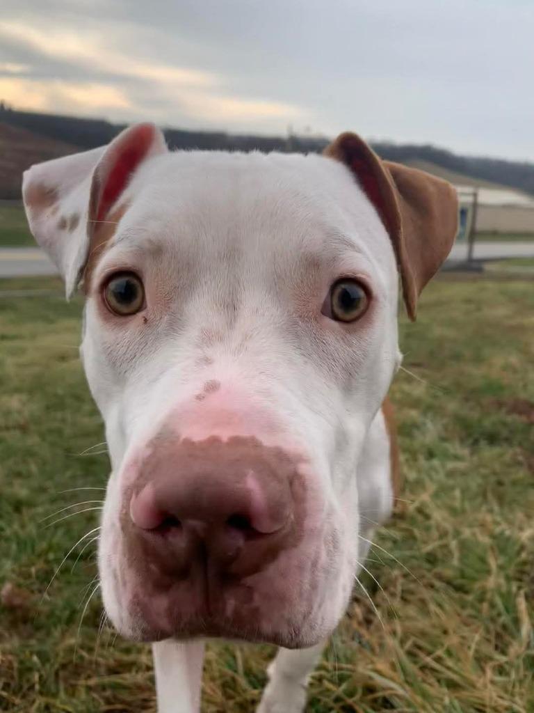 Enlarge Robert, a Adoptable Mixed Breed in New Manchester, WV image 4/6