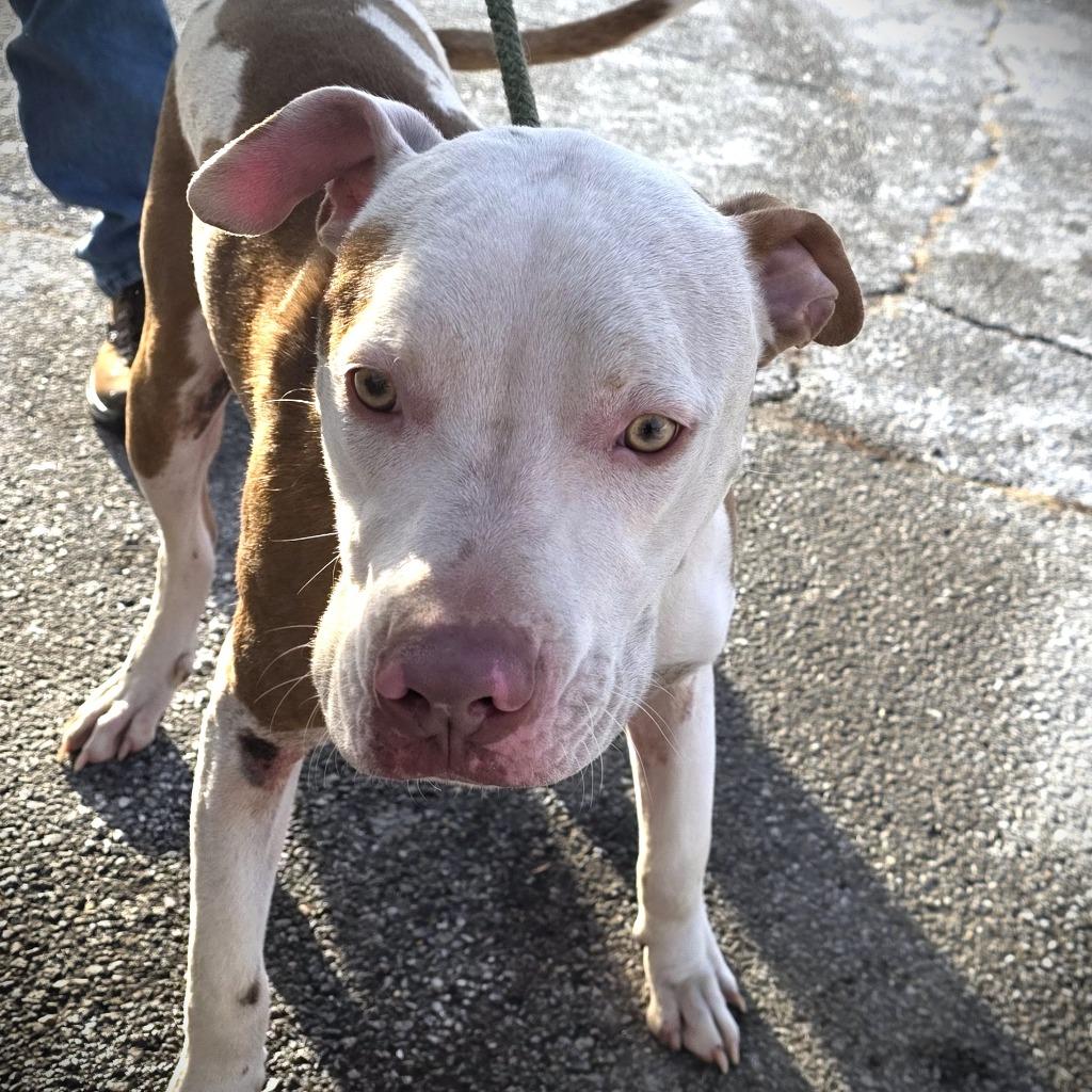 Enlarge Robert, a Adoptable Mixed Breed in New Manchester, WV image 5/6