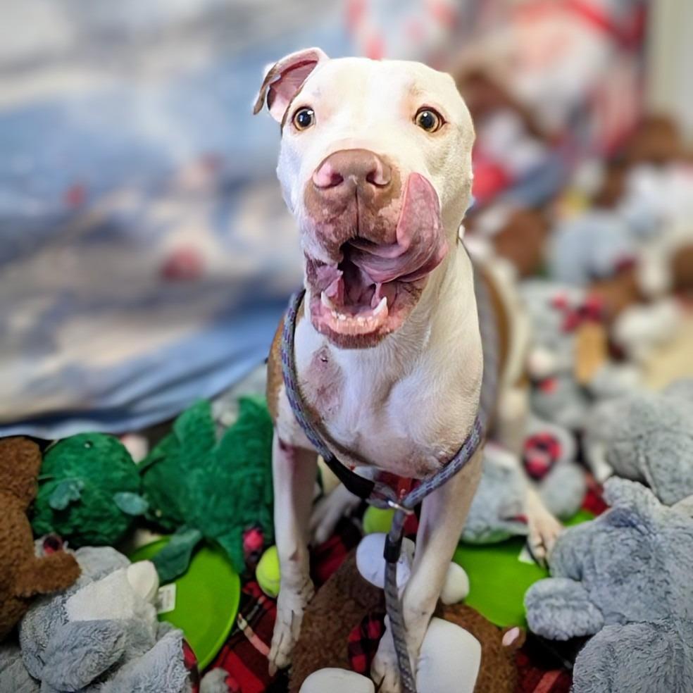 Enlarge Robert, a Adoptable Mixed Breed in New Manchester, WV image 6/6