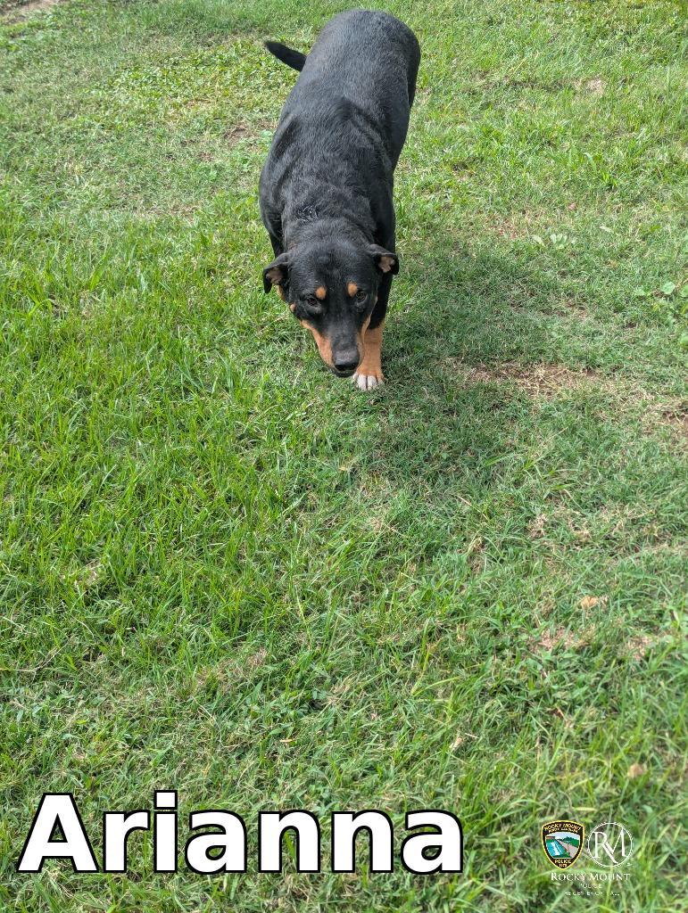 Enlarge Arianna, a Adoptable mixed breed in Rocky Mount, NC image 1/3