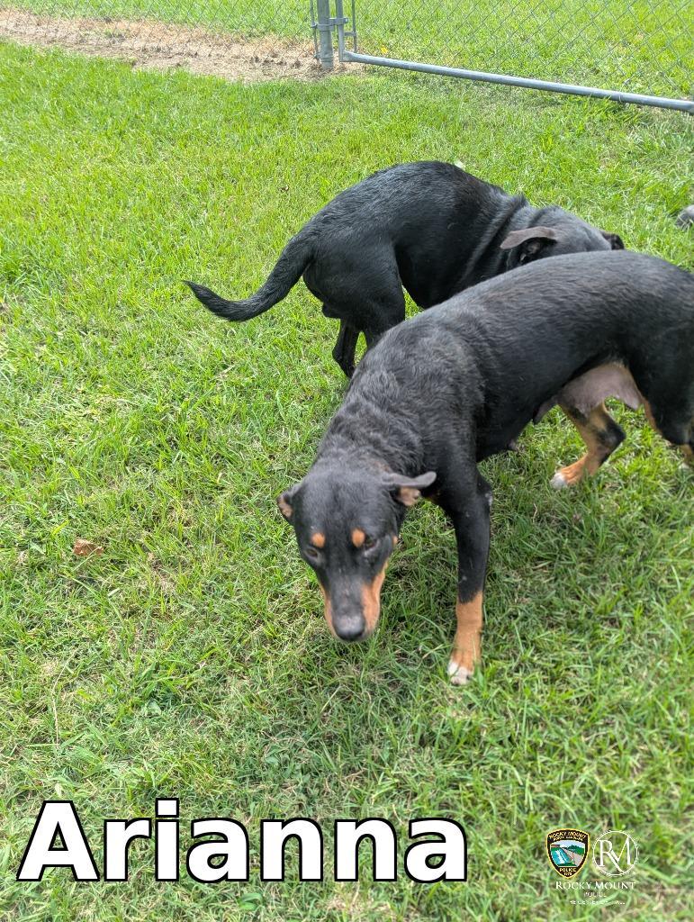 Enlarge Arianna, a Adoptable mixed breed in Rocky Mount, NC image 2/3