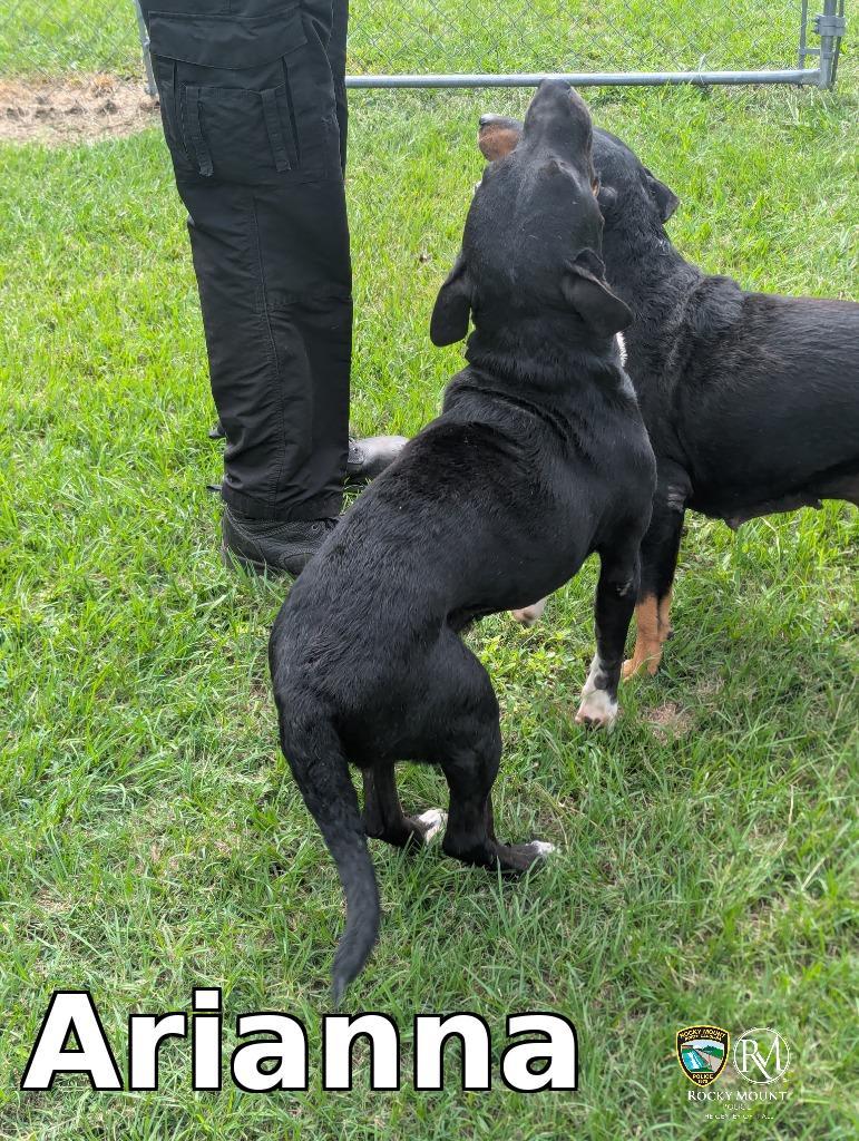 Enlarge Arianna, a Adoptable mixed breed in Rocky Mount, NC image 3/3