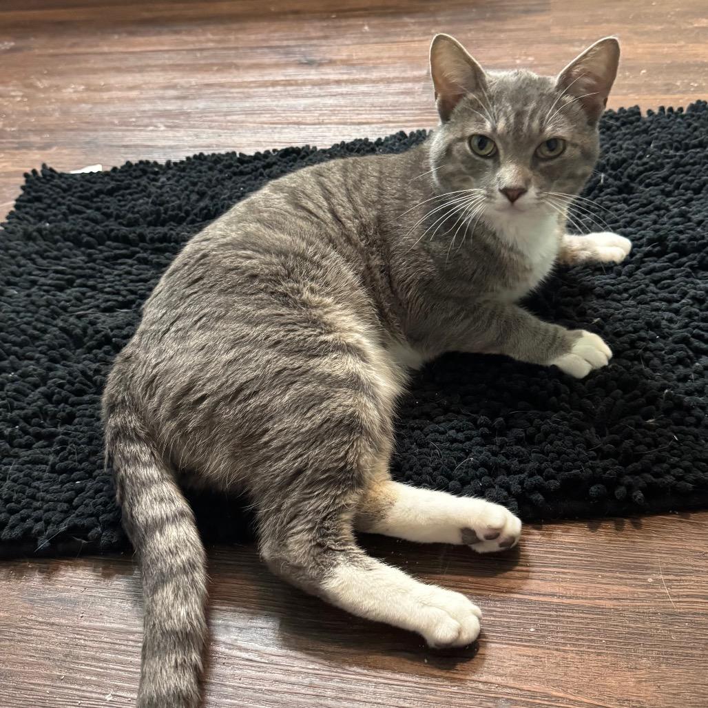 Bubba Boii, a Adoptable Domestic Short Hair in TITUSVILLE, FL image 1/5