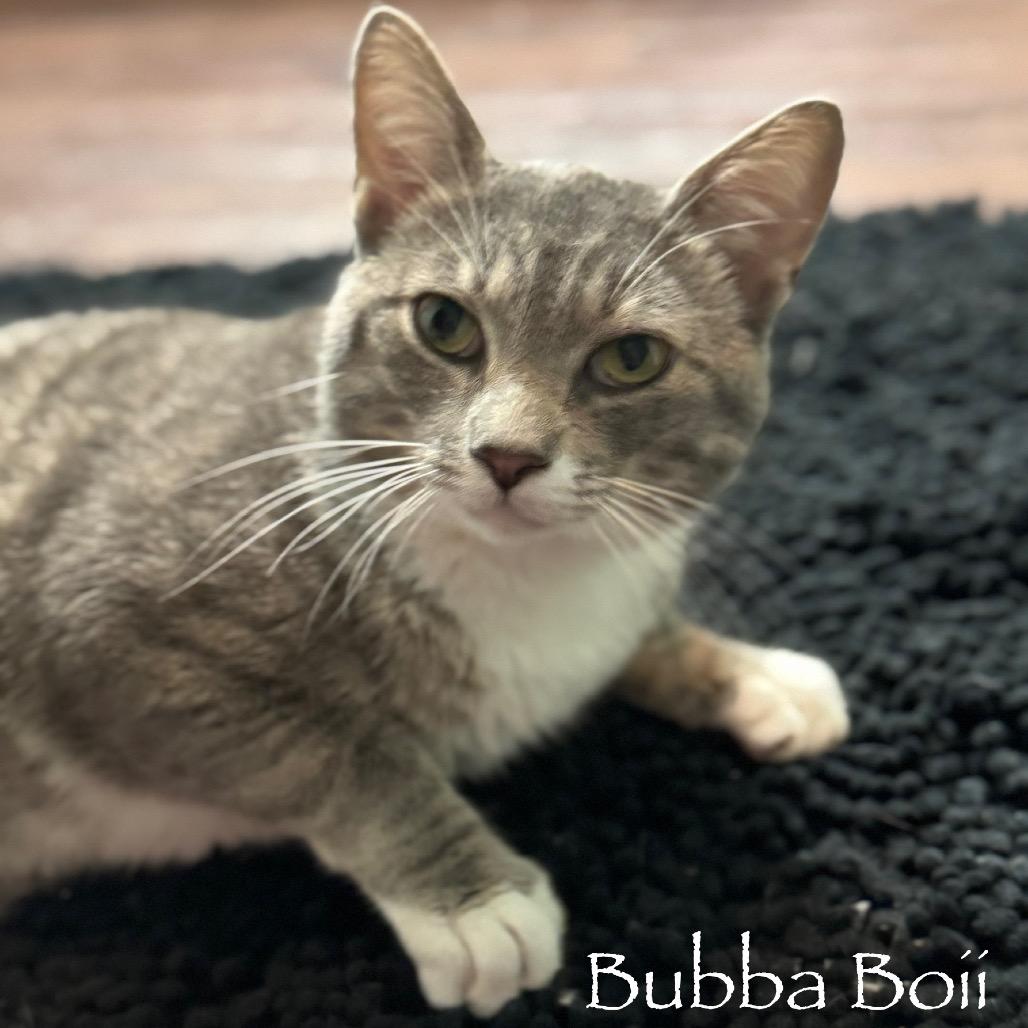 Bubba Boii, a Adoptable Domestic Short Hair in TITUSVILLE, FL image 2/5