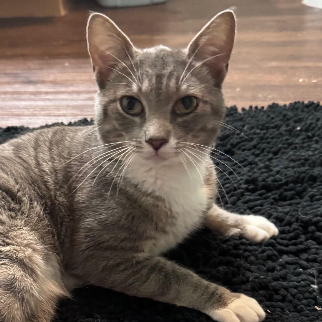 Bubba Boii, a Adoptable Domestic Short Hair in TITUSVILLE, FL image 3/5
