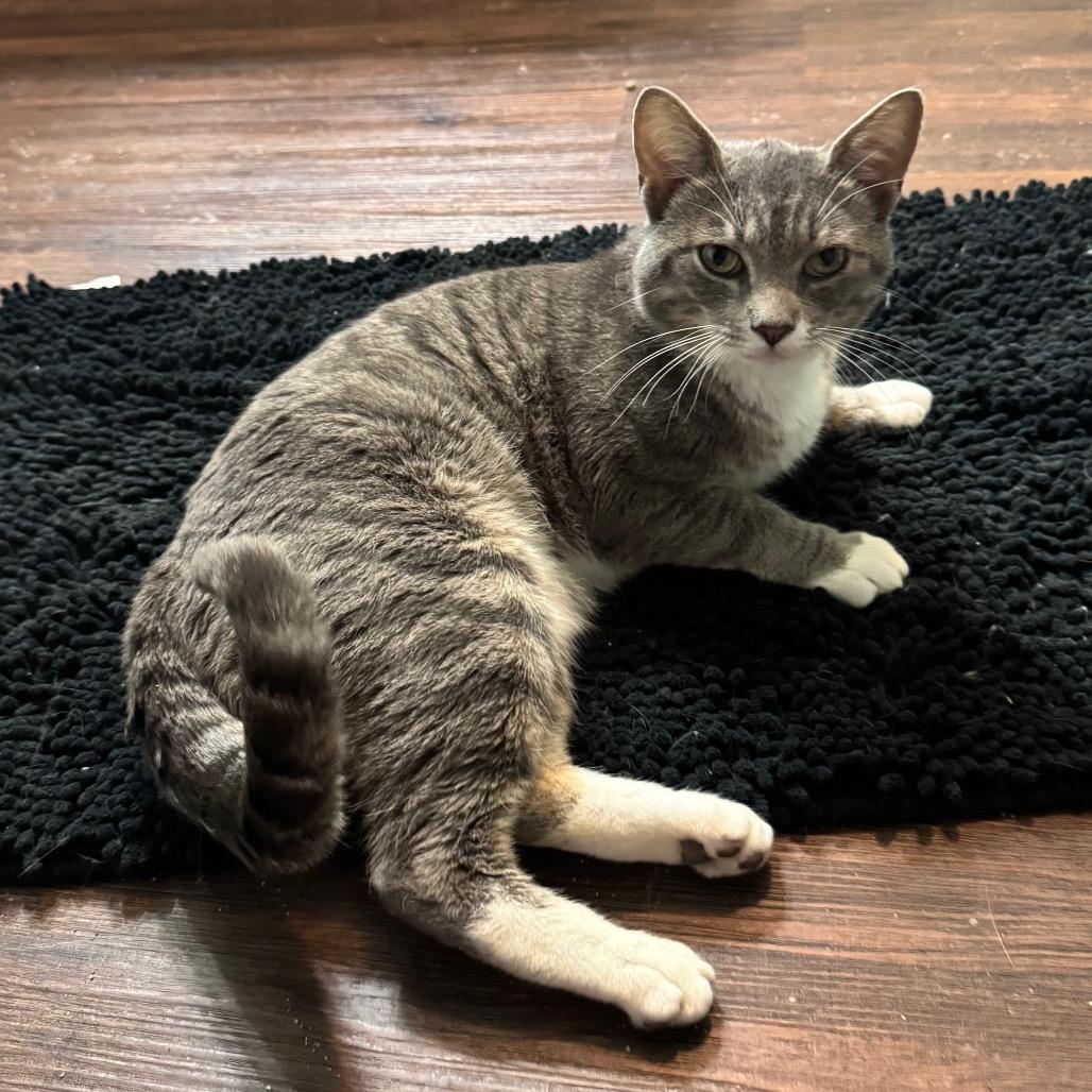 Bubba Boii, a Adoptable Domestic Short Hair in TITUSVILLE, FL image 4/5