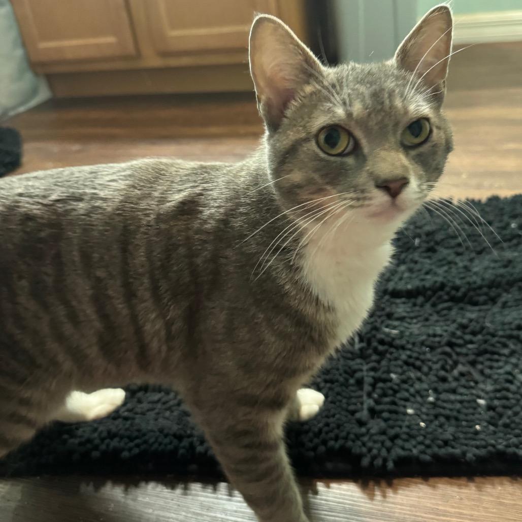 Bubba Boii, a Adoptable Domestic Short Hair in TITUSVILLE, FL image 5/5