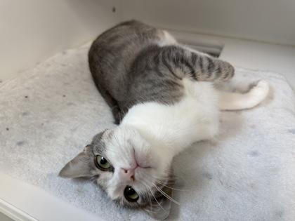 Truby, Adoptable, Young Female Domestic Short Hair & Domestic Short Hair.
