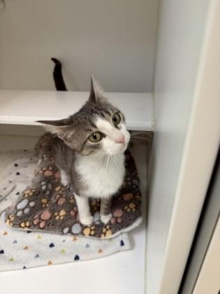Truby, a Adoptable mixed breed in Traverse City, MI image 2/3