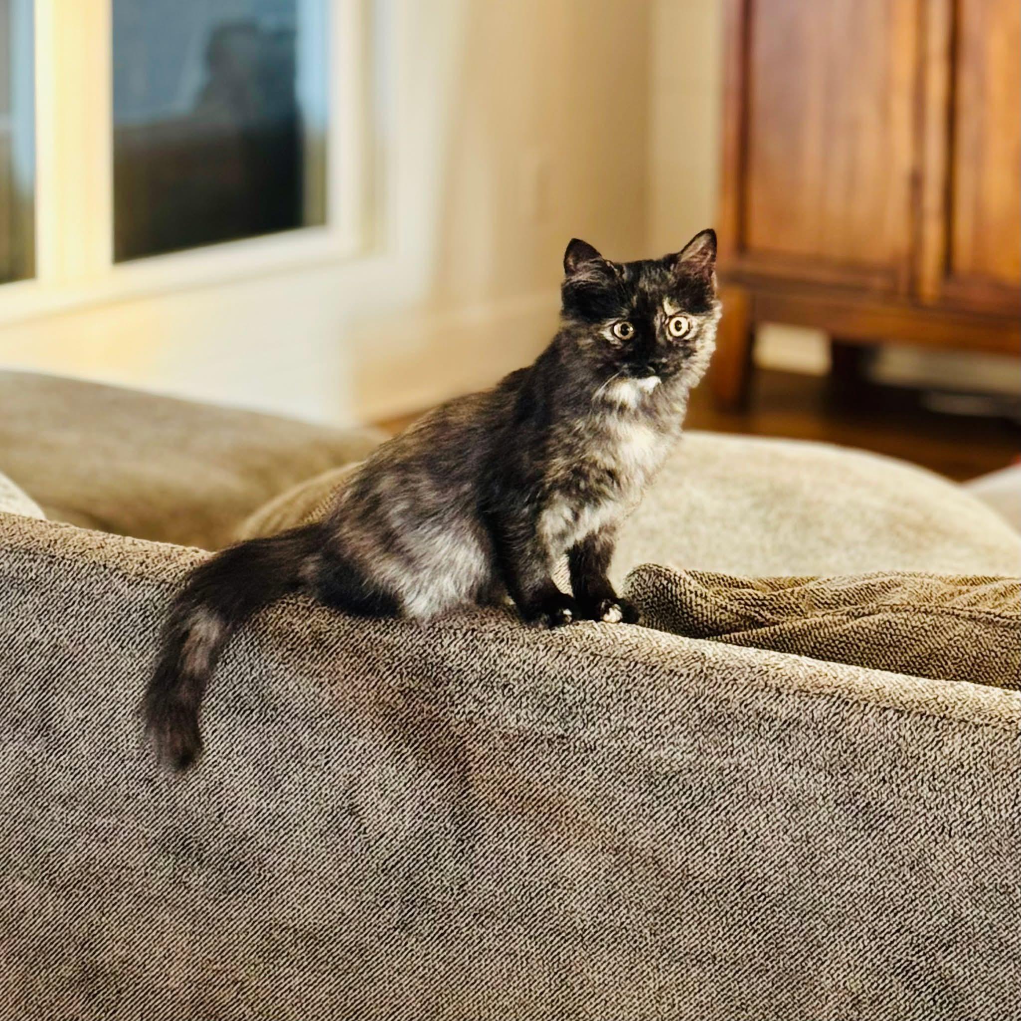 Enlarge Anastasia, a Adopted Domestic Medium Hair in Montgomery, AL image 1/1