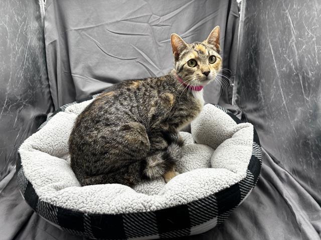 FREYA, Adoptable, Adult Female Domestic Short Hair.