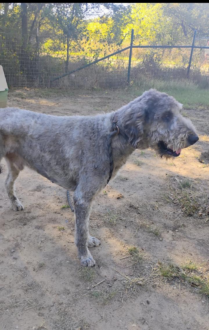 Enlarge MR. DOODLES, a Adopted mixed breed in Saint Jo, TX image 1/3