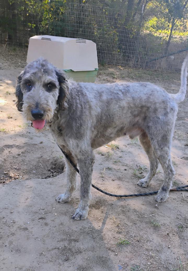 Enlarge MR. DOODLES, a Adopted mixed breed in Saint Jo, TX image 2/3