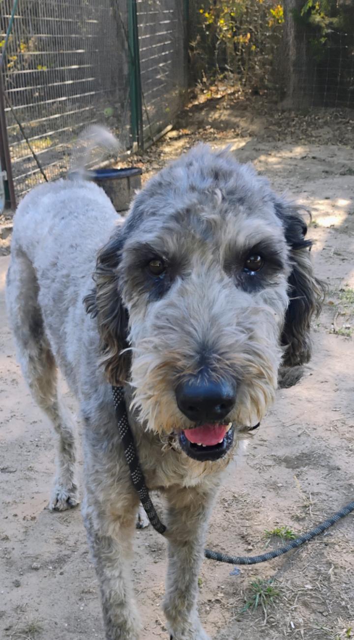 Enlarge MR. DOODLES, a Adopted mixed breed in Saint Jo, TX image 3/3