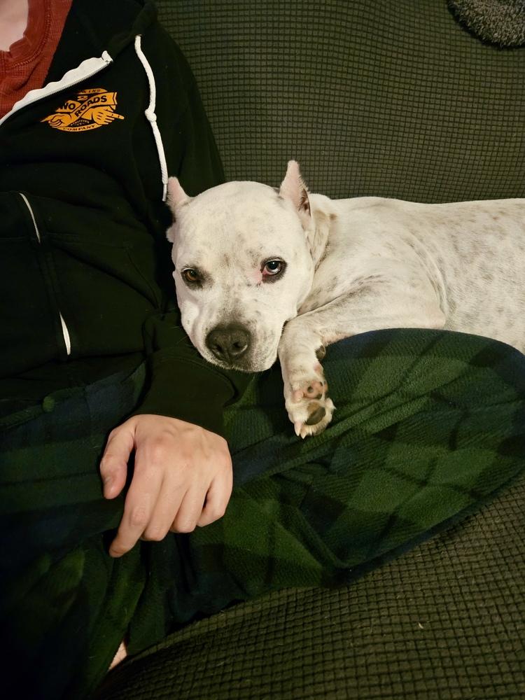 Enlarge Axel, a Adoptable mixed breed in Greenlawn, NY image 1/6